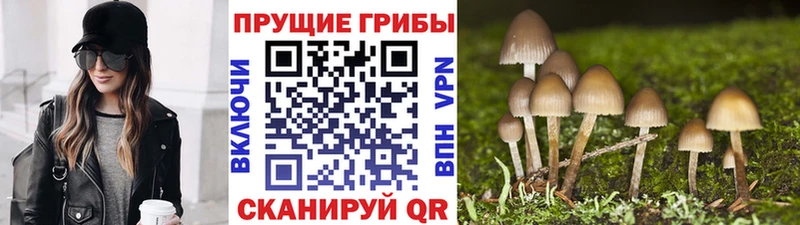 Псилоцибиновые грибы мицелий  Благодарный 